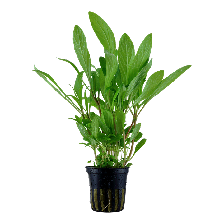 Tropica Hygrophila costata
