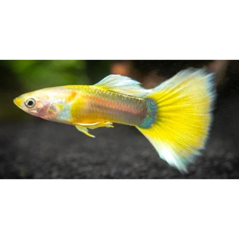 Golden Tail Male Guppy