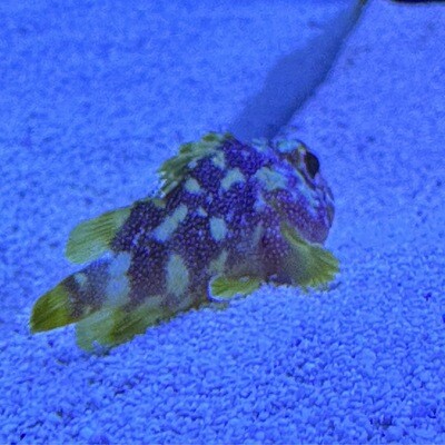 Yellowspotted Dwarf Scorpionfish
