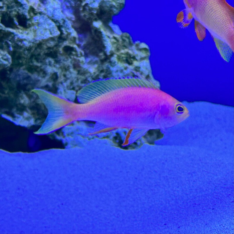 Goldie Resplendent Anthias Male