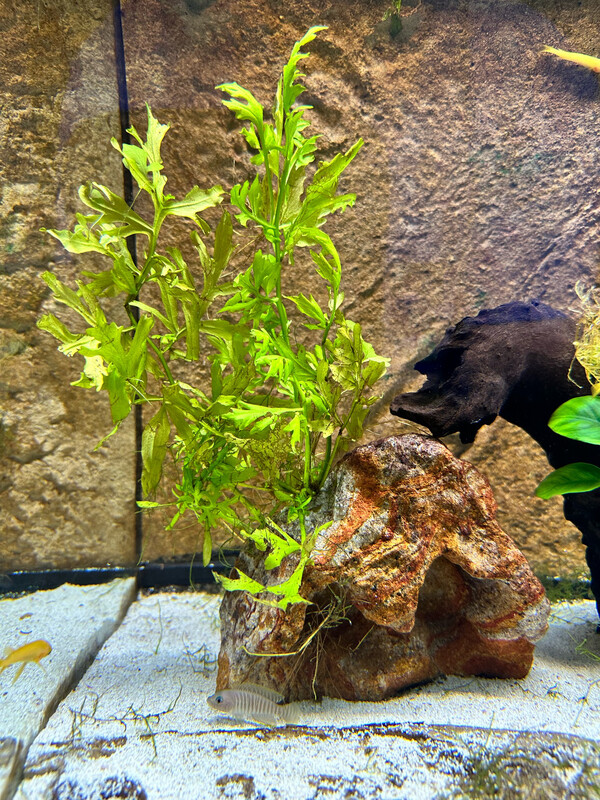 Rainbow Rock with Water Sprite