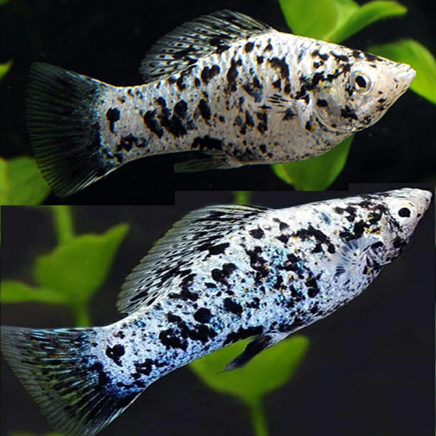 Dalmation Molly