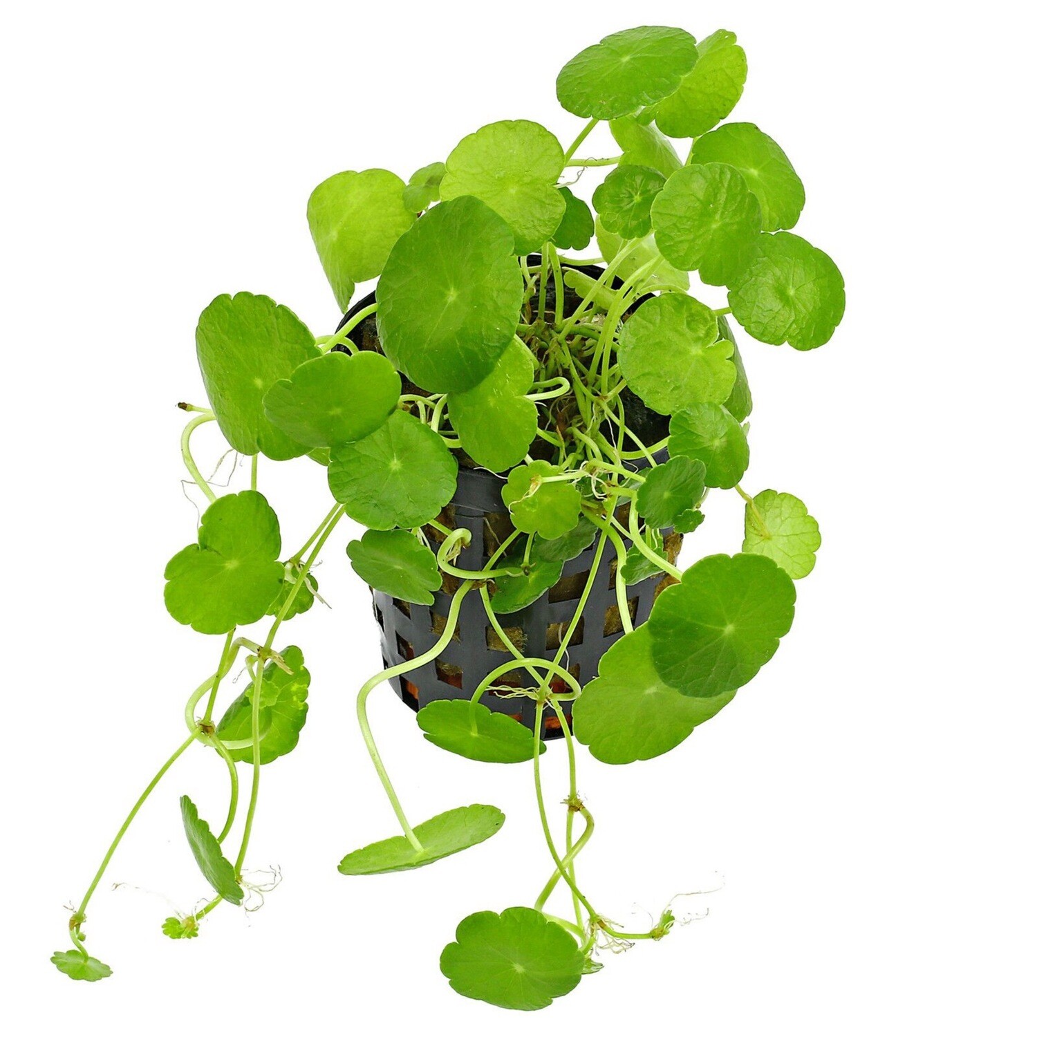 Tropica Hydrocotyle vericillata