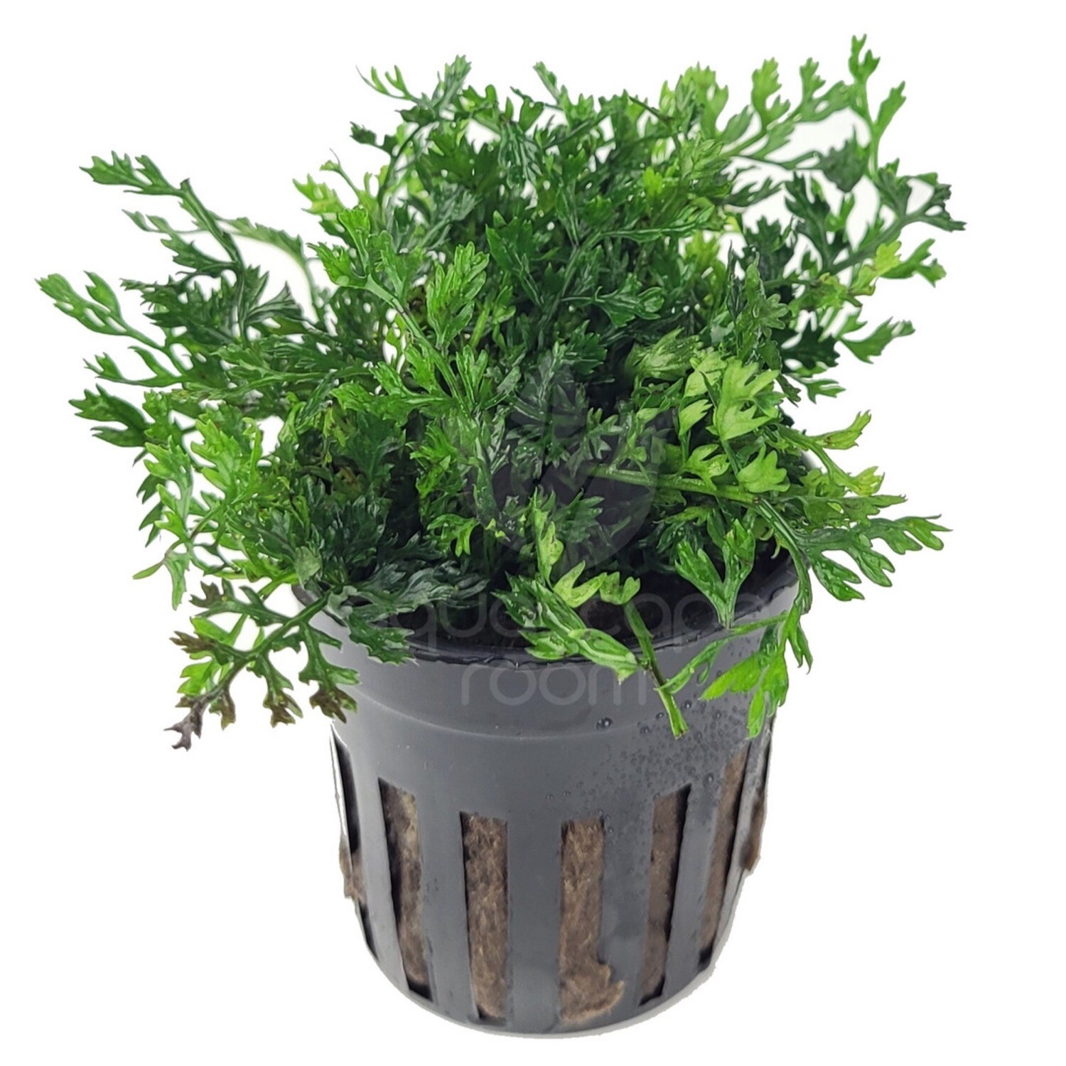 Tropica Bolbitis heudelotii