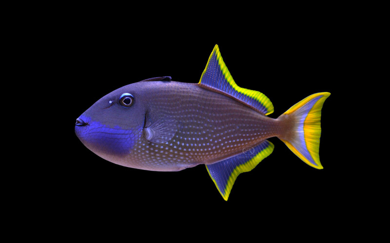 Blue Throat Trigger Male