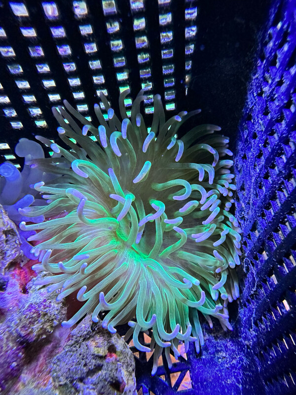 Macrodactyla Doreensis Long Tentacle Coloured Anemone Small