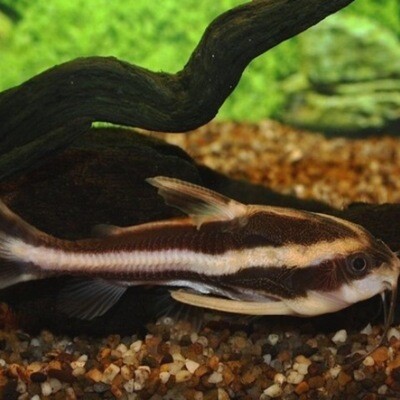 Striped Raphael Catfish - 4 inch