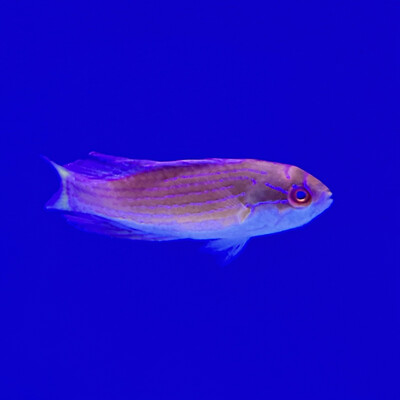 Red Sea Eightline Flasher Wrasse Male