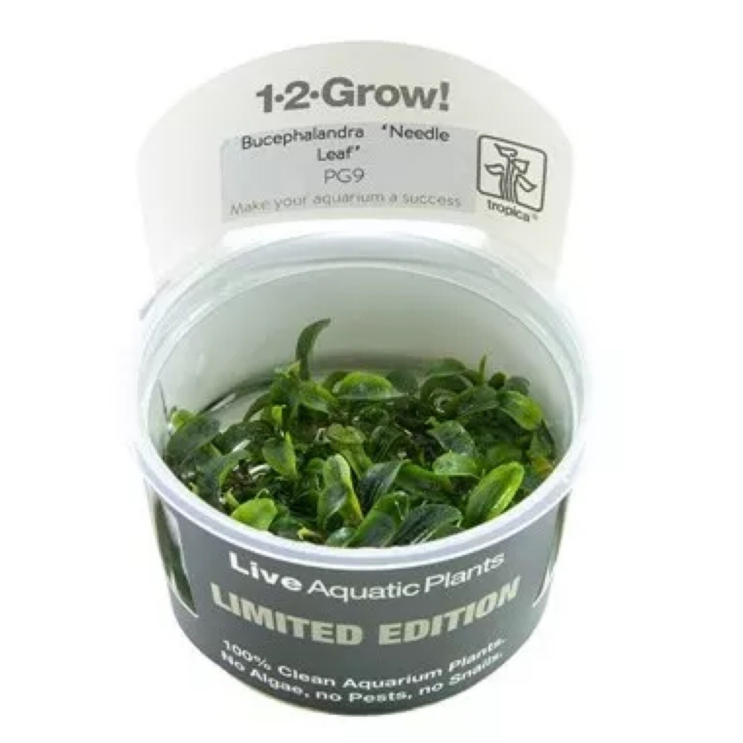 Tropica Bucephalandra sp. &#39;Needle Leaf&#39; 1-2-Grow!