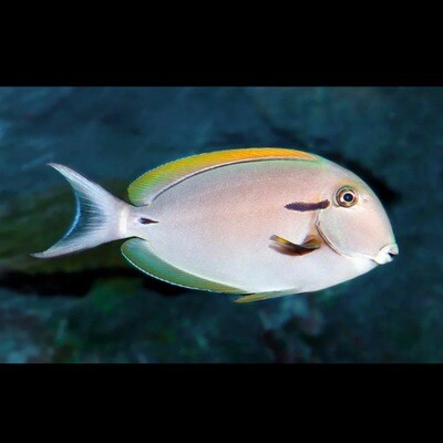 Epaulette Surgeonfish/Eyeliner tang (Acanthurus nigricauda)