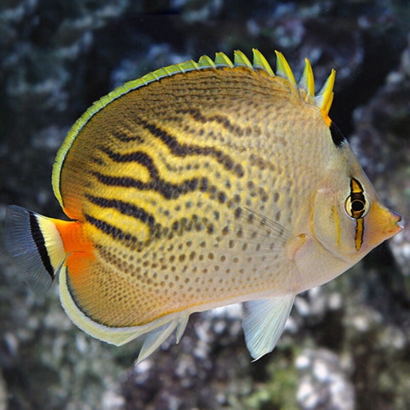 Sunset Butterflyfish (Chaetodon pelewensis)