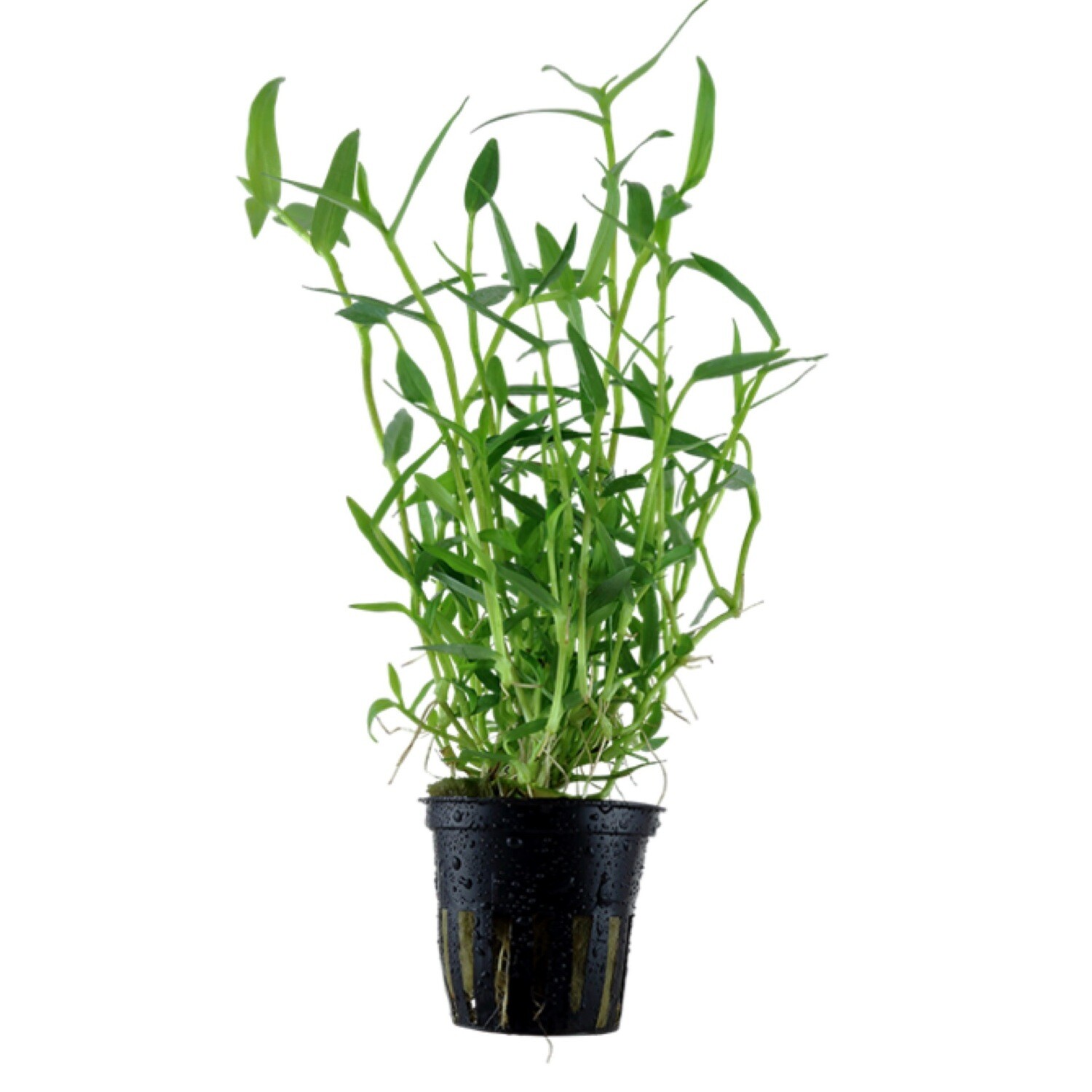 Tropica Murdannia keisak