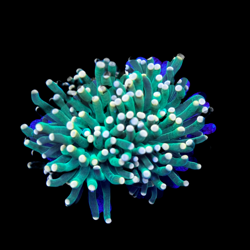 Mandarin Swag Torch Lg