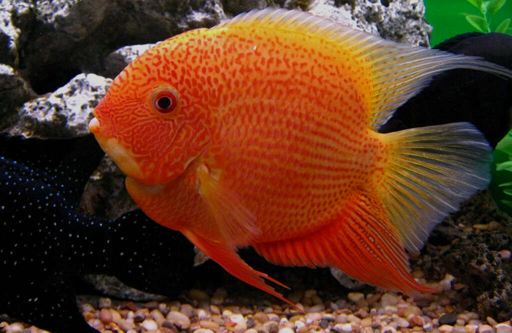 Golden Red Spotted Severum cichlid