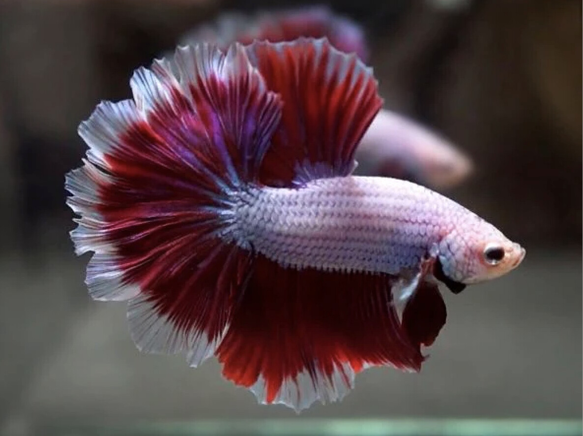 Betta Rosetail Halfmoon