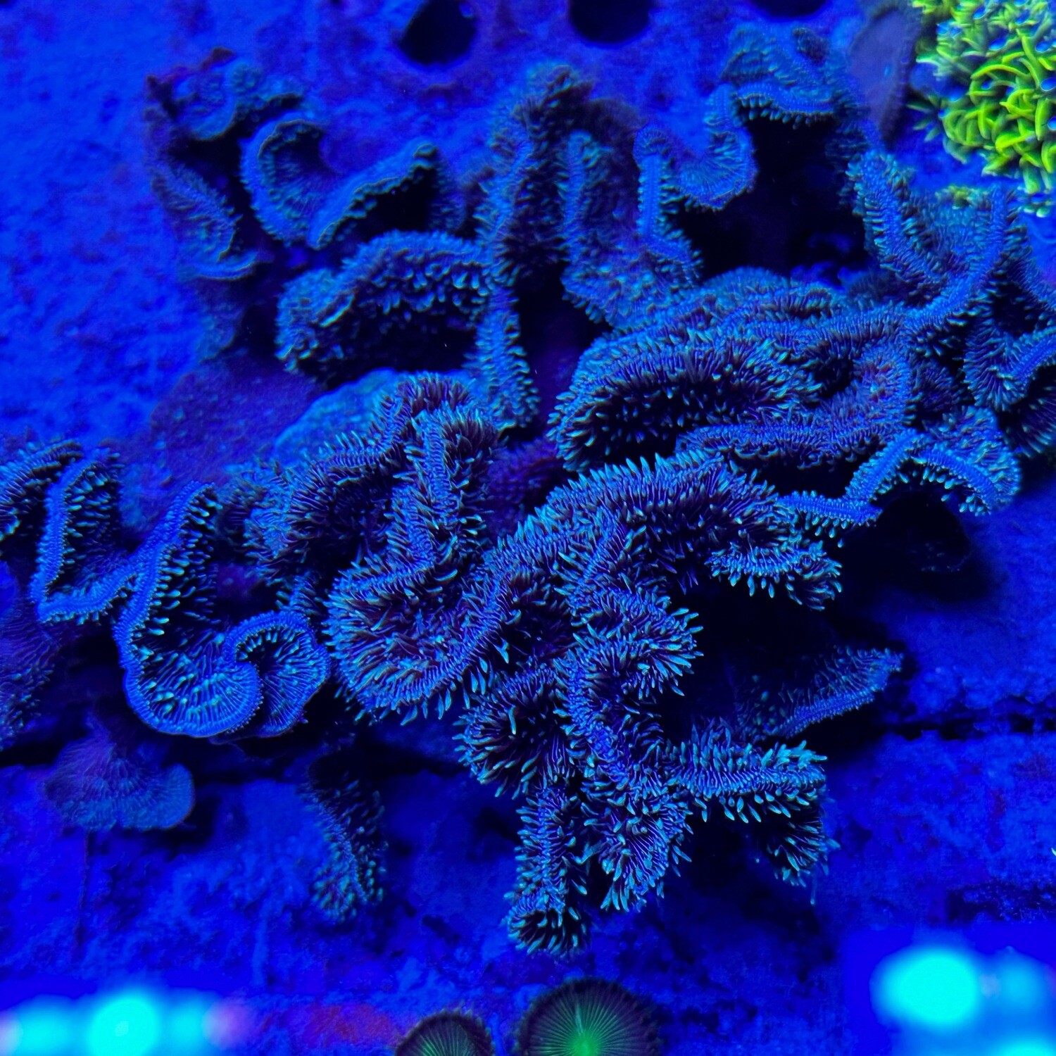Pavona Cactus coral colony