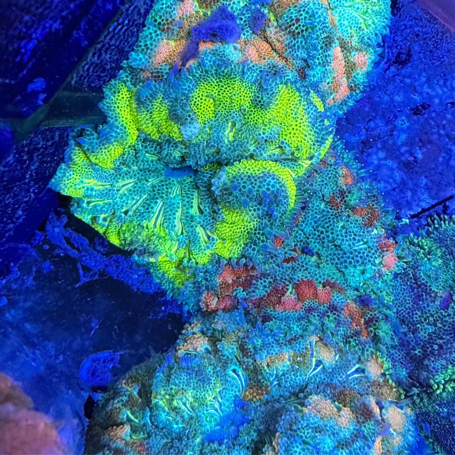 Ultra Minimax carpet anemone