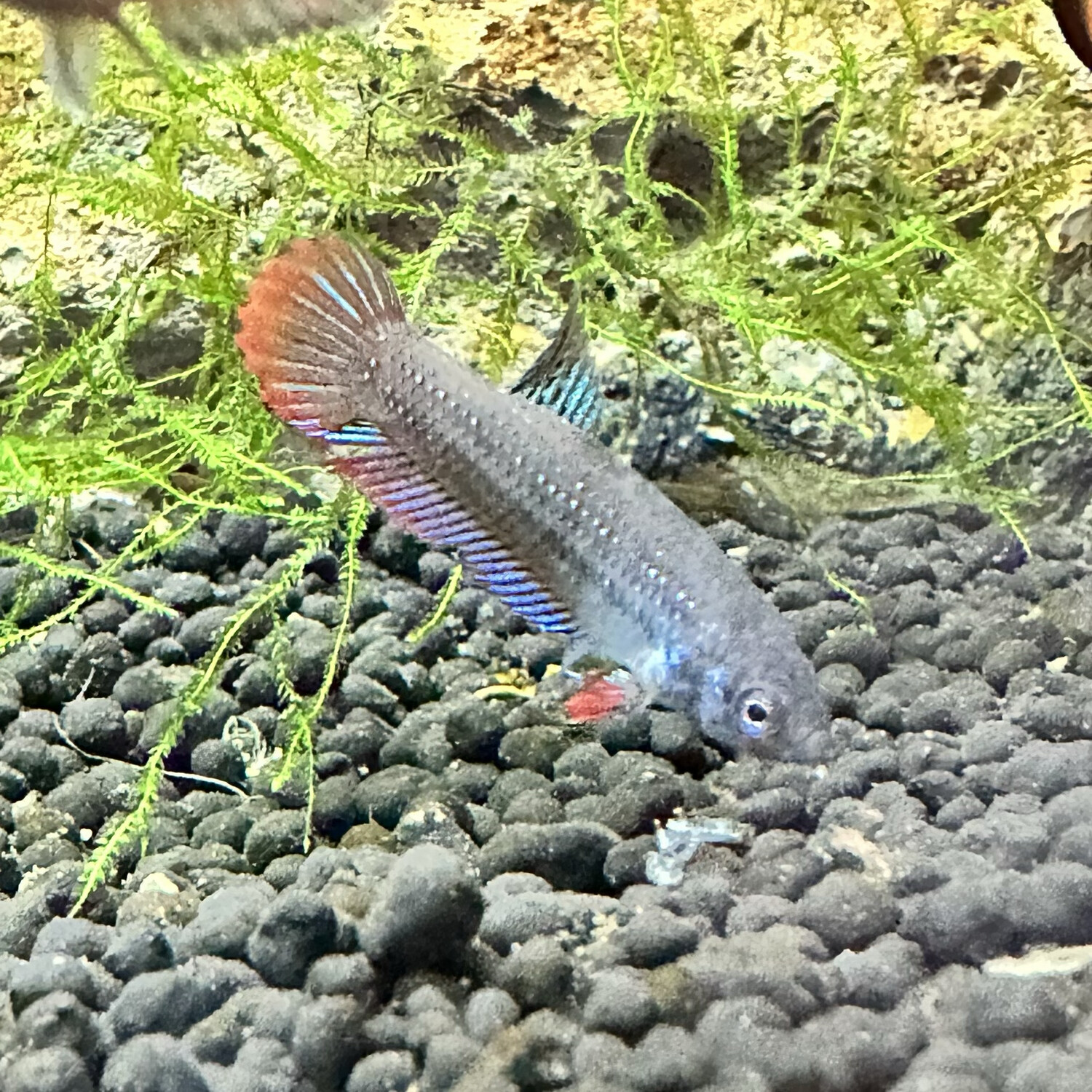 Betta Peaceful Imbellis