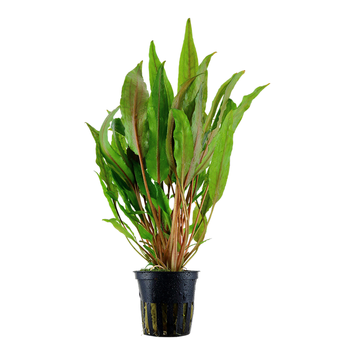 Tropica Cryptocoryne undulata &#39;Broad Leaf&#39;