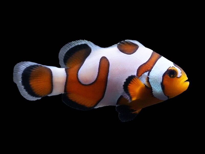 CB DaVinci Ocellaris Clownfish Grade A