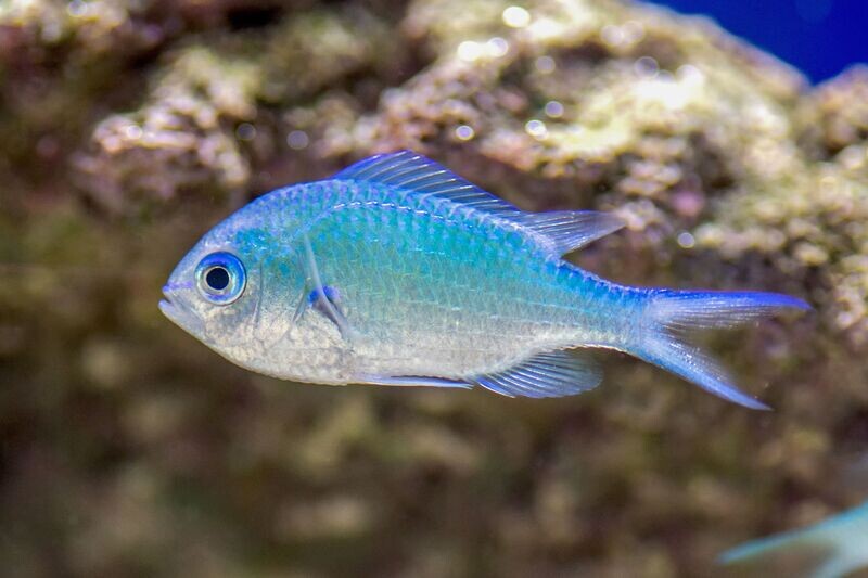 Green/Blue Chromis