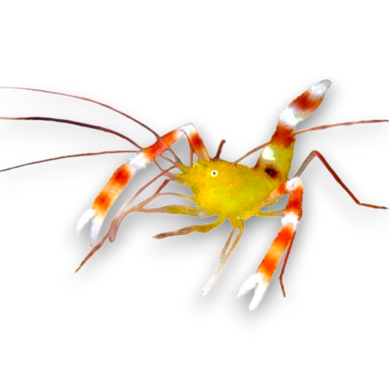 Gold Banded Coral Shrimp