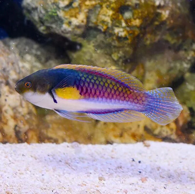 Yellow Flanked Fairy wrasse