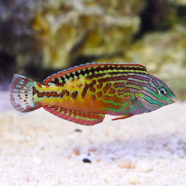 Blue Star Leopard Wrasse Male