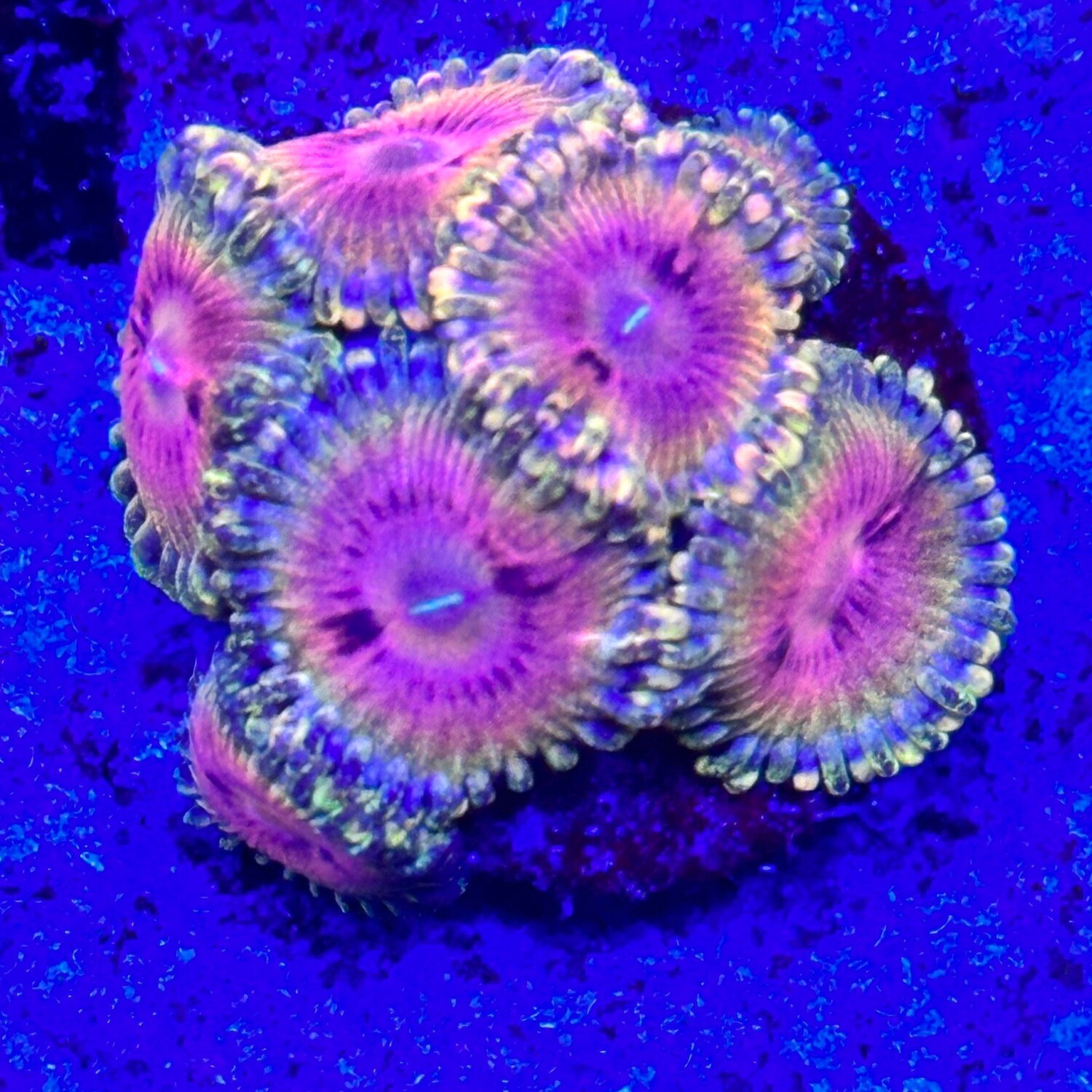 WWC Hungry eyes zoanthids
