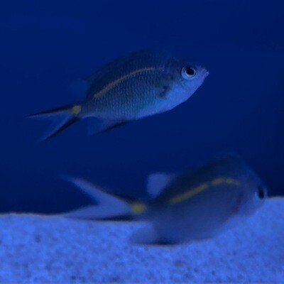 Yellow Lined Chromis