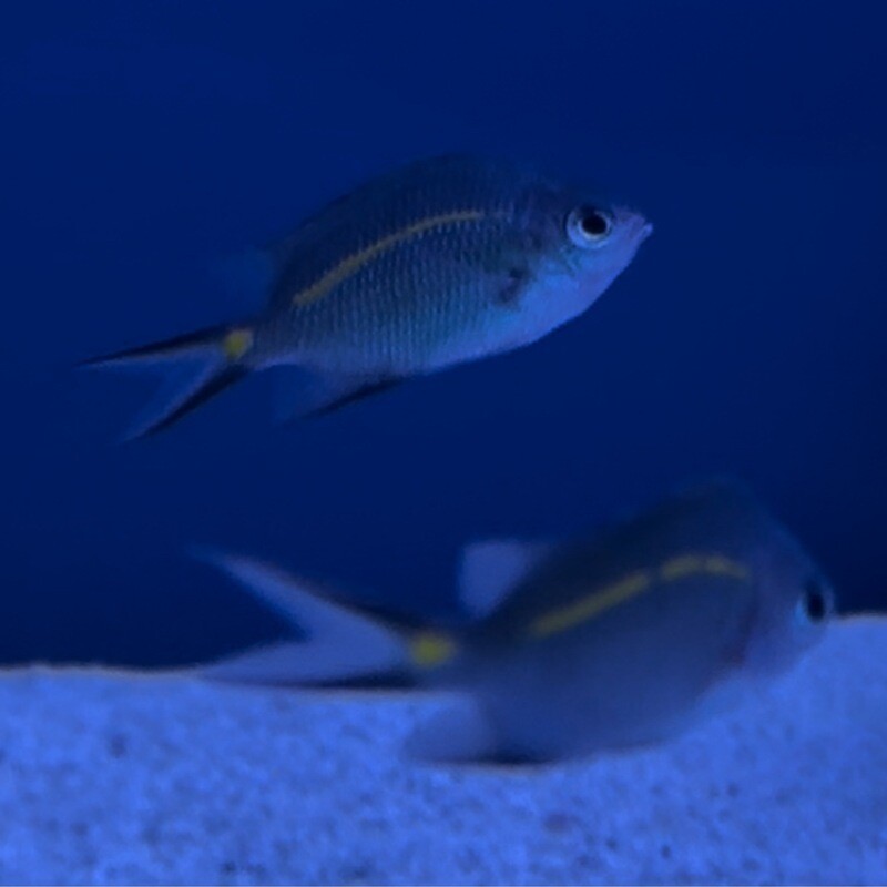 Yellow Lined Chromis