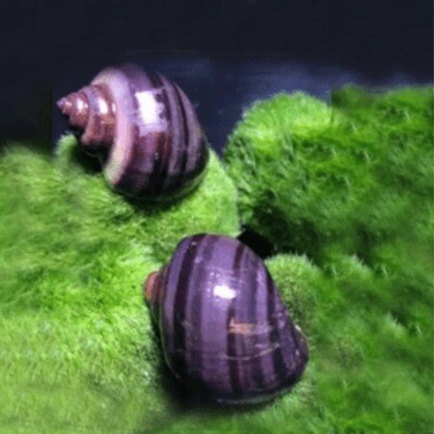 Purple Mystery Snail