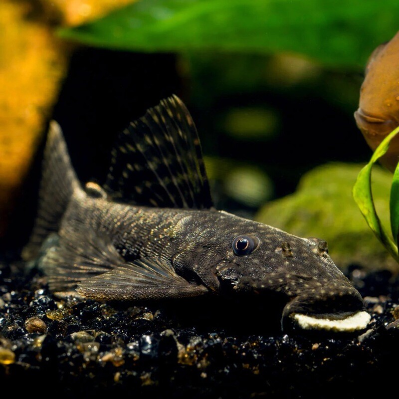 Bristle Nose Pleco Medium