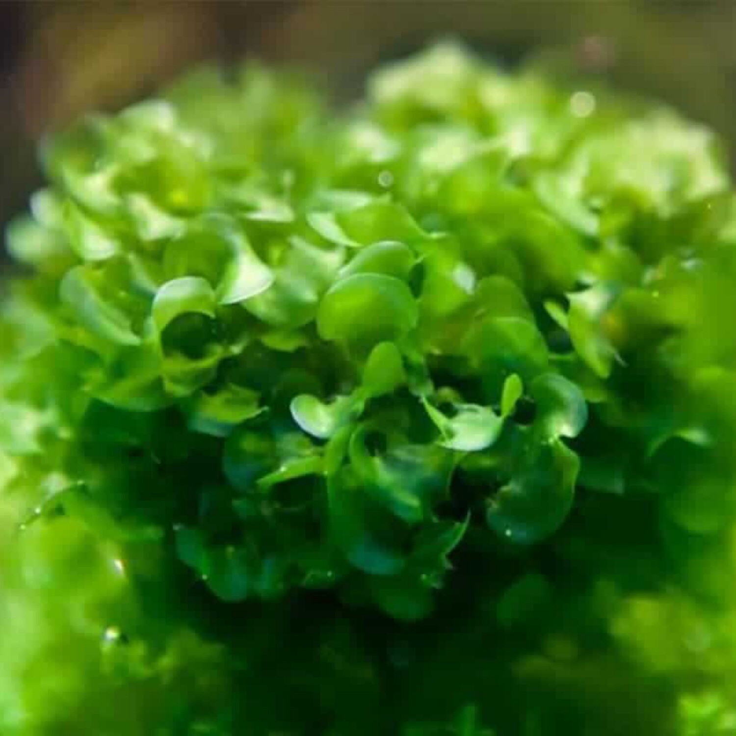 Subwassertang