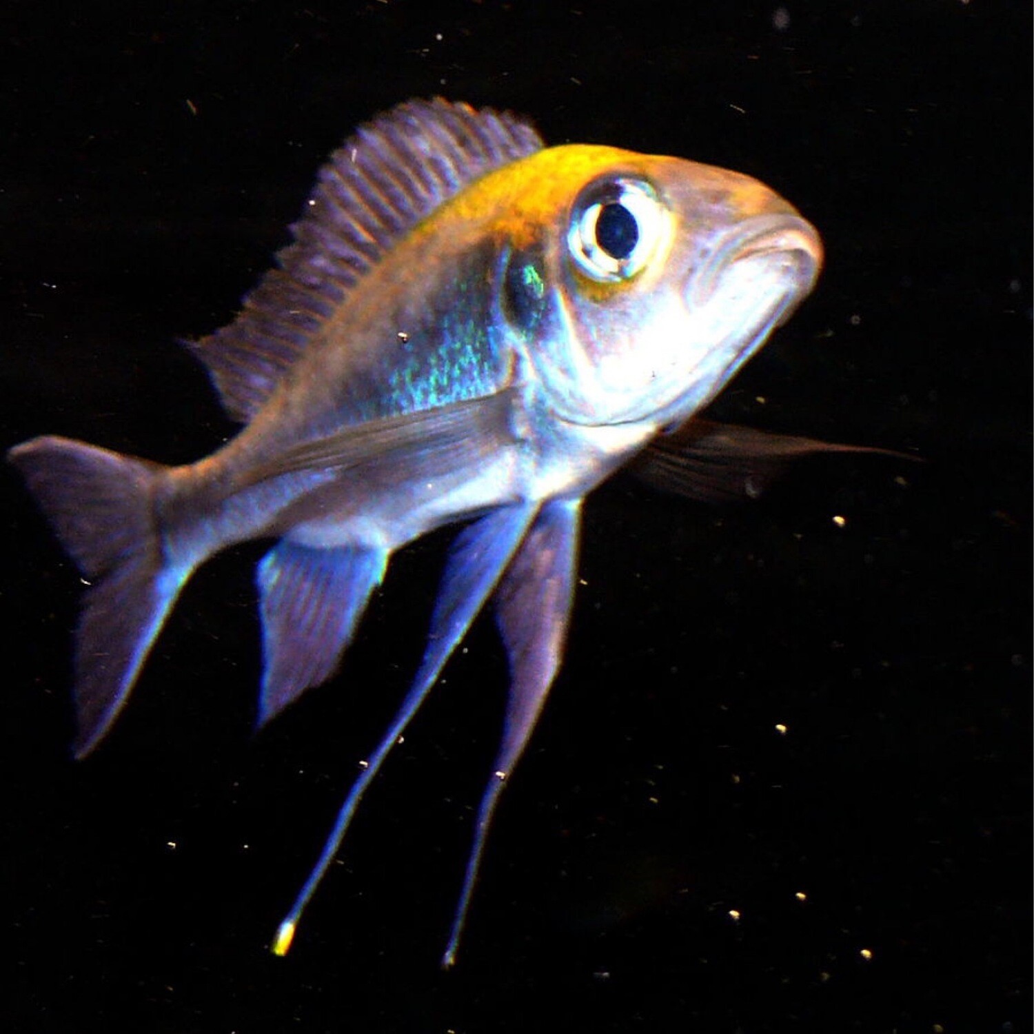Featherfin Cichlid (Ophthalmotilapia ventralis) - LG