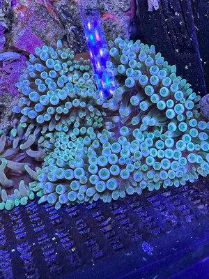 Green Bubble Tip Anemone