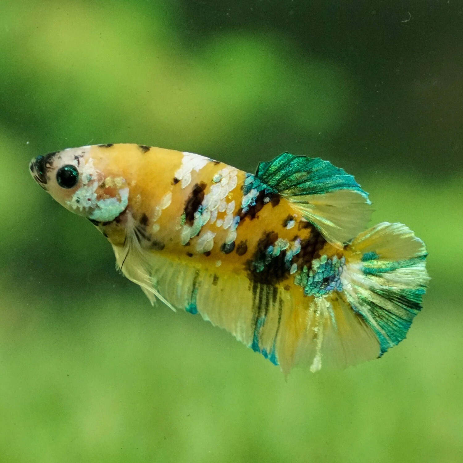 Yellow Koi Plakat Betta