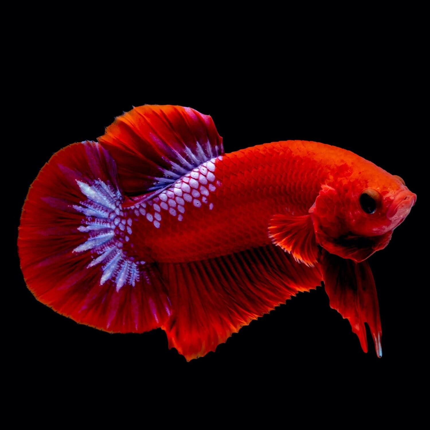Hellboy Betta A Grade