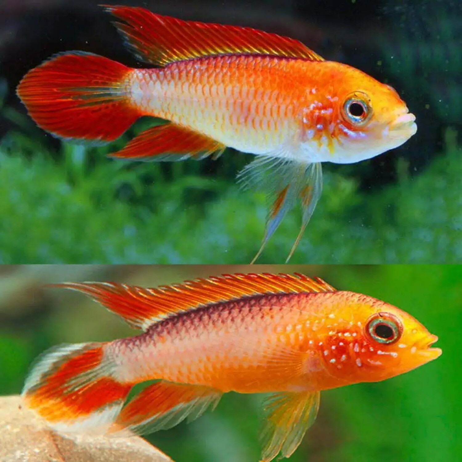 Apistogramma Agassizi Fire Red