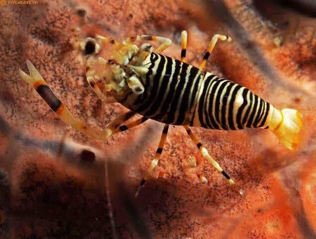 Bumblebee Shrimp