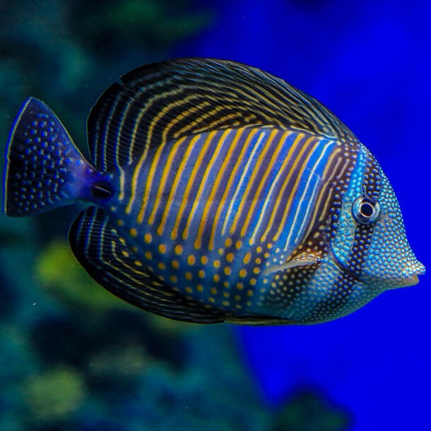 Desjardini Sailfin