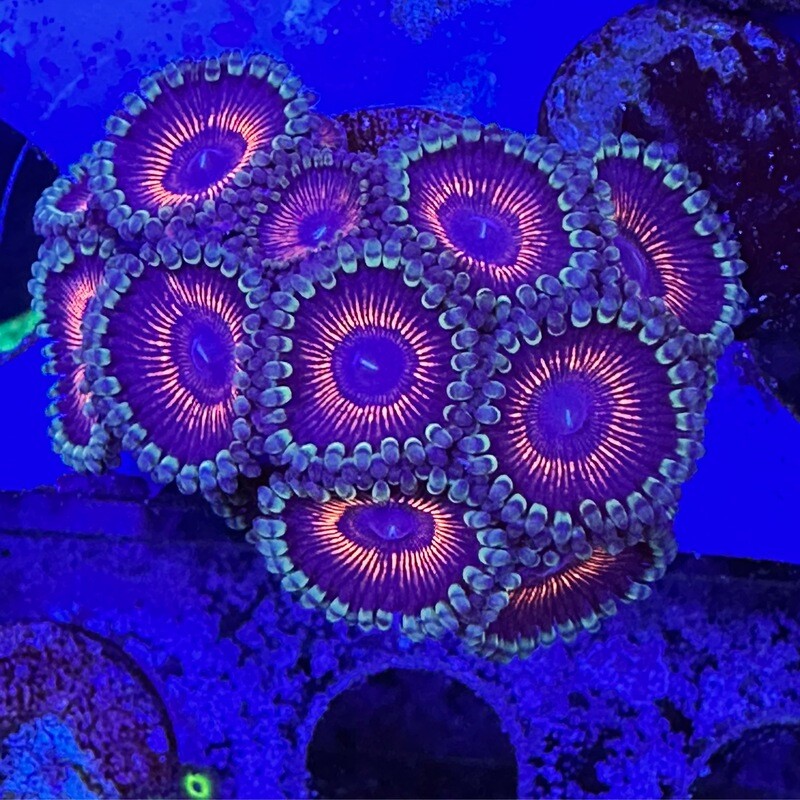 Armour of God Zoanthids