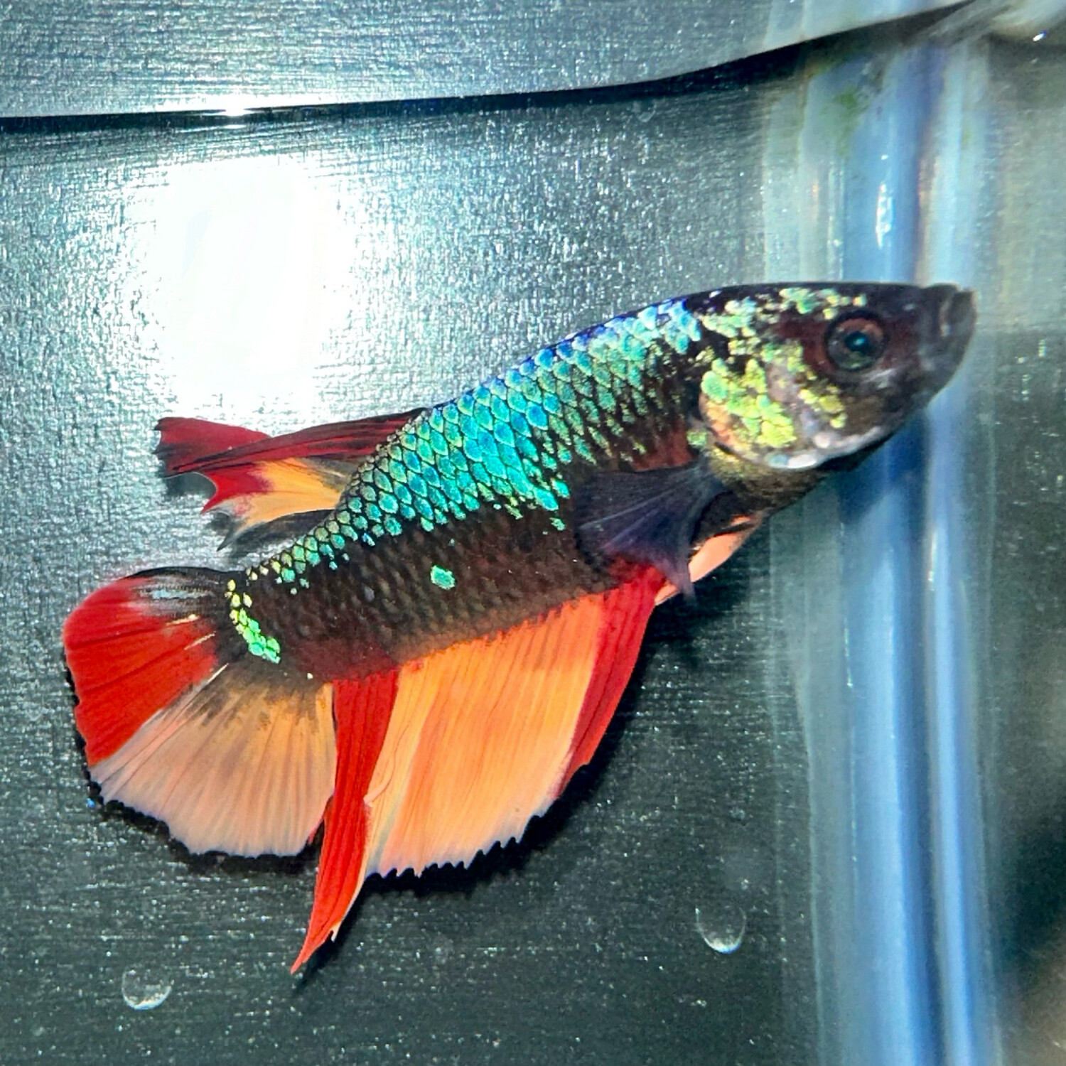 Avatar Betta