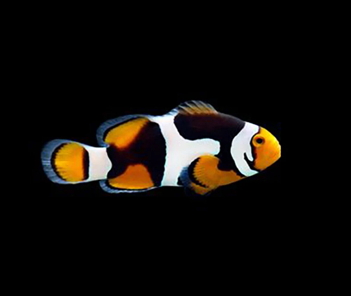 TR Semi Onyx Clownfish Percula