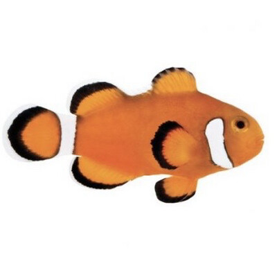TR Extreme Misbar Ocellaris Clownfish
