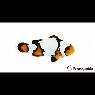 TR Blacker Ice Clownfish