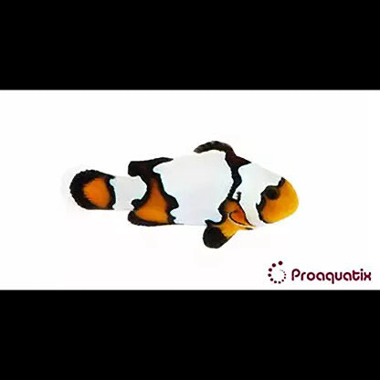 TR Blacker Ice Clownfish