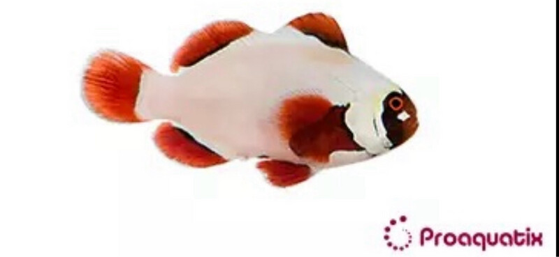 TR Gold Nugget Maroon Clownfish