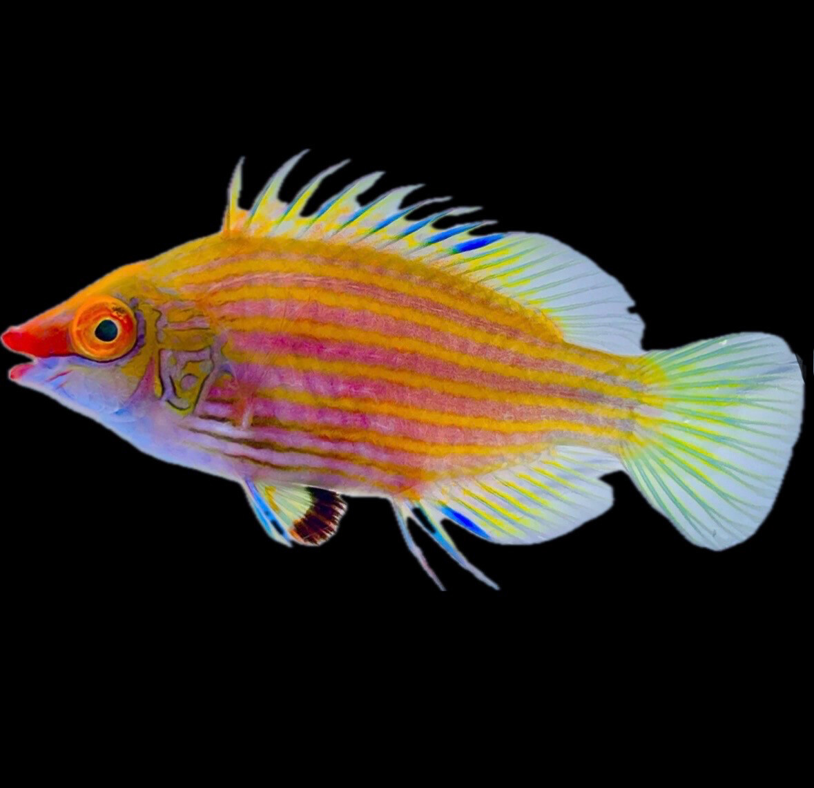 Pink Streaked Wrasse