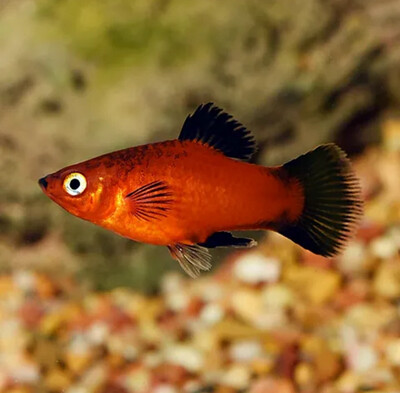 Red wag Platy 